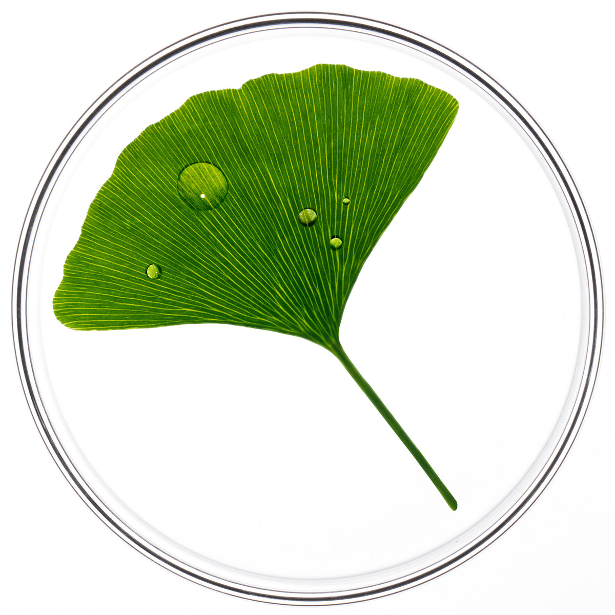 PHYTO USA
