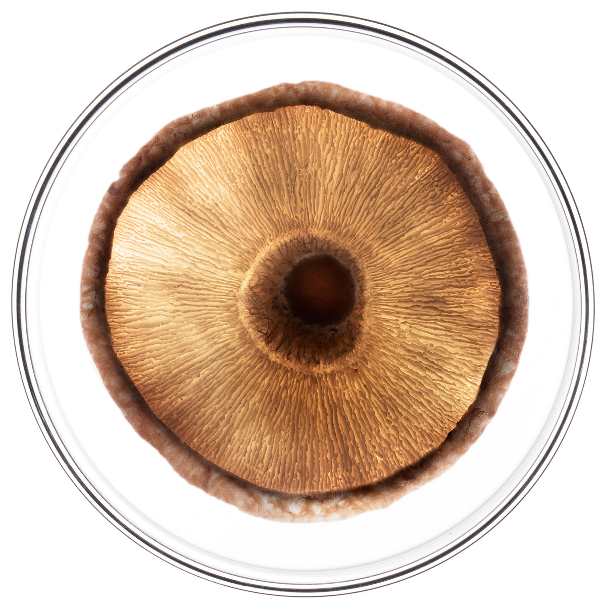 PHYTOCYANE Densifying Treatment for Progressive Hair Thinning - Men